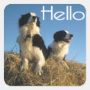 Search for border collies stickers Border collie puppy