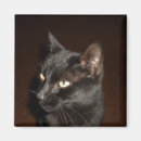 Search for black cat magnets Animal