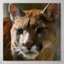 Search for puma posters Cat