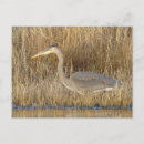 Search for wading postcards Herons