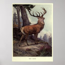 Search for deer antler art Wildlife