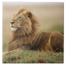 Search for male tiles Africa