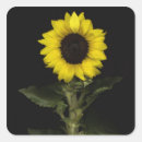 Search for sunflower background stickers Yellow
