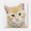 Search for tabby magnets Animal