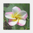 Search for plumeria magnets Hawaii