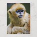 Search for brown eye postcards Wildlife