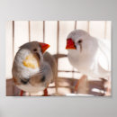 Search for finches posters Bird