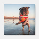 Search for pug magnets Cute