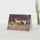Search for quarter horse cards Danita delimont