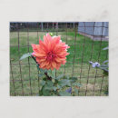 Search for perennials postcards Orange