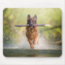Search for dog with stick electronics Cute
