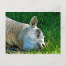 Search for funny sheep postcards Farm animals