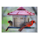 Search for male female cardinal art Bird