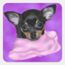 Search for chihuahua puppies stickers Chiwawa