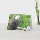 Search for bald eagles cards Nature