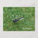 Search for pied postcards Bird