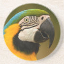 Search for macaw coasters Animal