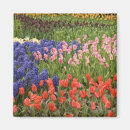 Search for variety magnets Red
