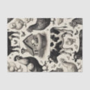 Search for cow and chicken tissue paper Pig