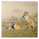Search for vulpes Vulpes macrotis