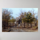 Search for wild africa posters Giraffe