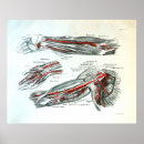 Search for vintage anatomy posters Illustration