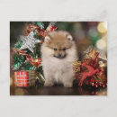 Search for pomeranian christmas cards Animals
