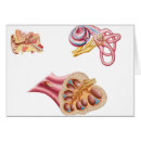 Search for human ear postcards Structure