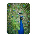 Search for peacock rectangular magnets Feathers