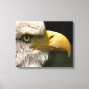 Search for bald eagle canvas prints Animal