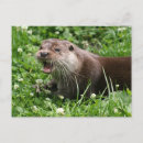 Search for playful postcards Nature
