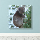 Search for koala canvas prints Cute