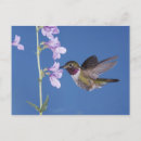 Search for broad tailed Blooming