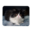 Search for longhair magnets Cute