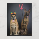 Search for malinois postcards Funny