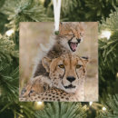 Search for kenya christmas tree decorations Maasai mara national reserve