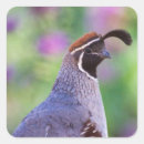 Search for birder stickers Birding