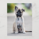 Search for german shepherd postcards Puppy