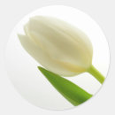 Search for white tulips stickers Photography