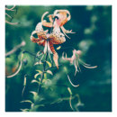Search for tiger lily posters Floral