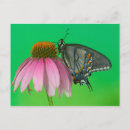 Search for zinnia flower postcards Yellow
