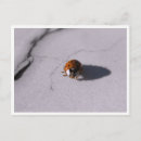 Search for red bug postcards Nature photography