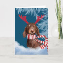Search for funny dachshund christmas cards Dog