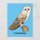 Search for barn owl postcards Tyto alba