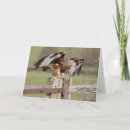 Search for red kite cards Nature
