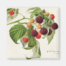 Search for blackberry magnets Citrus