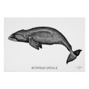 Search for black and white whale posters Nature
