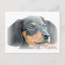 Search for dachshund puppy postcards Black and tan