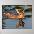 Search for odocoileus art Animal