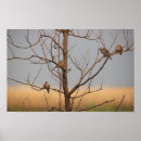 Search for mourning dove Animals